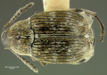 Media type: image;   Entomology 25062 Aspect: habitus dorsal view